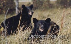 Great Smoky Mnt. National Park Bear Unused 