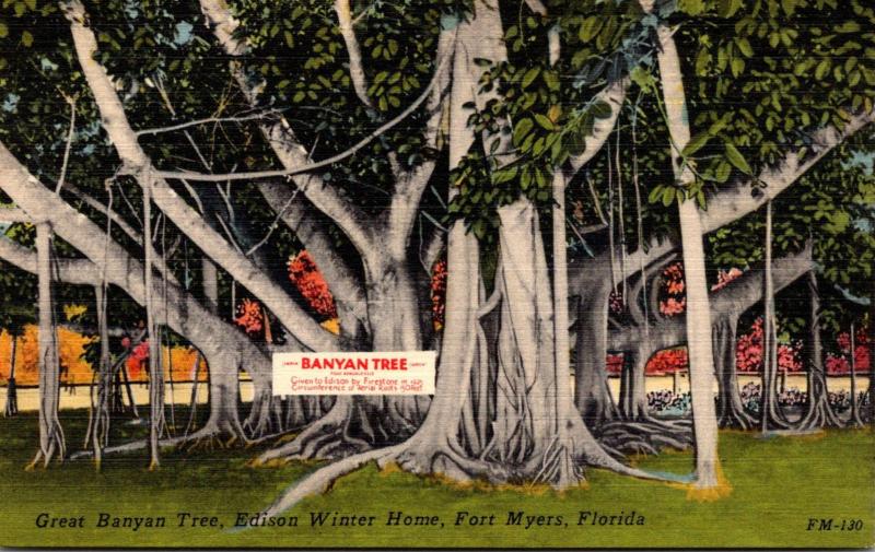 Florida Fort Myers Great Banyan Tree Thomas A Edison Winter Home