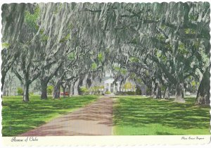 Boone Hall Plantation Avenue of Oaks Mt. Pleasant South Carolina 4 by 6