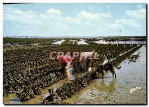 Postcard Modern L & D 39Ile # & # & # 39Oleron collectors of 39huitres has Bo...