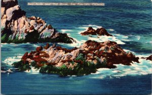 Seal Rocks Cliff House San Francisco California Wildlife Ocean Shore DB Postcard 