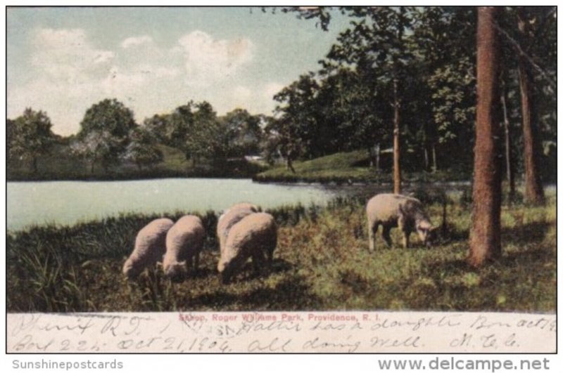 Rhode Island Providence Sheep Roger Williams Park Grazing Sheep 1906