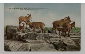 Barbary Wild Sheep