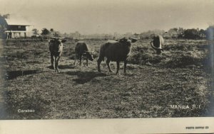 PC PHILIPPINES, MANILA, CARABAO, Vintage REAL PHOTO Postcard (B39840)