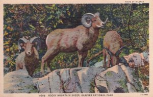 Rocky Mountain Sheep Glacier National Park Postcard
