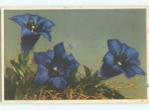 Very Old Foreign Postcard BEAUTIFUL FLOWERS SCENE AA4265