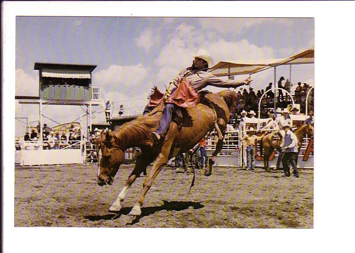 Bareback Bronc Riding, Calgary Exhibition and Stampede, Alberta