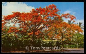 Royal Poinciana