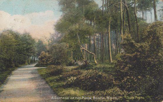 A Glimpse Of The Pines Bostal Wood London Old Postcard