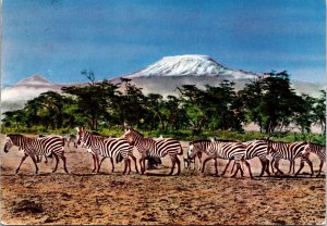 CONTINENTAL SIZE POSTCARD ZEBRAS BELOW MOUNT KILIMANJARO KENYA POSTED 1977