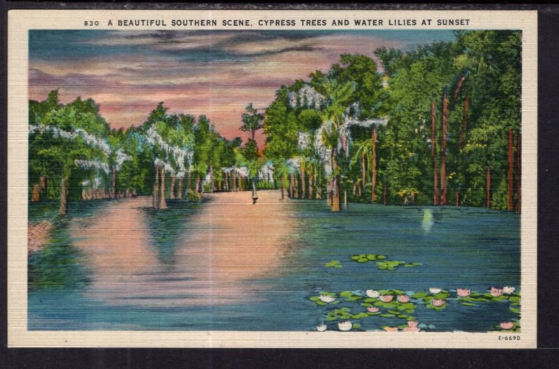 Southern Scene,Cypress Trees and Water Lilies at Sunset