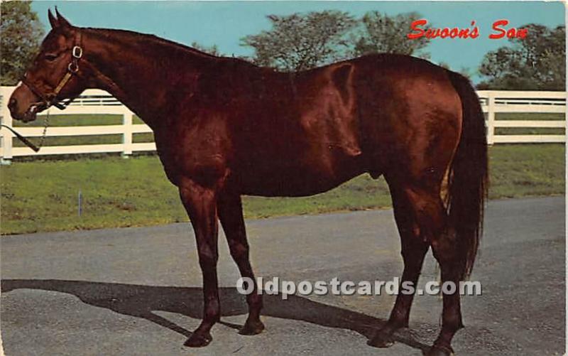 Swoon's Son, Retired to stud at E Gay Drake's Mineola Farm Lexingto...