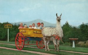 Vintage Postcard Unique Llama Ride 1000 Alive Fur & Game Animals Lake Placid NY