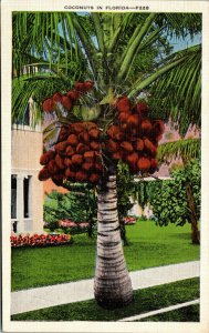 Vtg 1930s Coconut Palm Tree in Florida FL Unused Linen Postcard