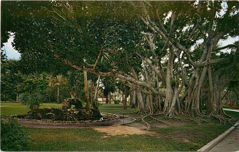 Banyan Tree and Fountain RIngling Museum of Art Sarasota Florida Postcard
