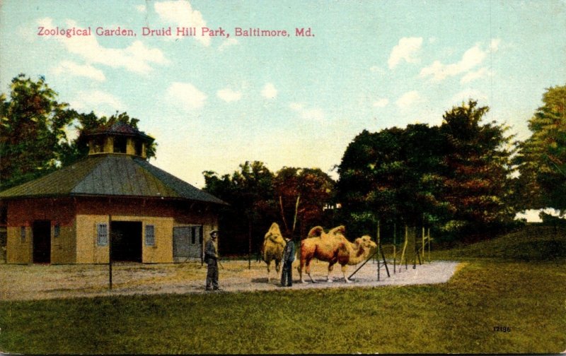 Maryland Baltimore Druid Hill Park Sea Lions Zoological Garden Camels