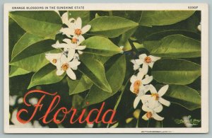 Florida~Orange Blossoms~Large Letter Vintage Postcard
