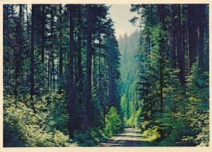 Fir Tree Lined Highways - Pacific Northwest, Oregon and Washington