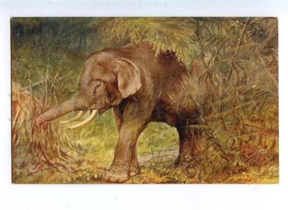 158718 HUNT African ELEPHANT by RANKIN Vintage TUCK PC