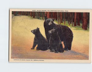 Postcard Black Bears, Yellowstone National Park, Wyoming