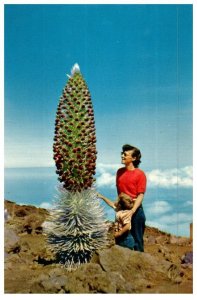 Silversword In Bloom Rare Plant In Haleakala Maui Cactus Postcard