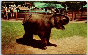 Postcard - Baby Elephant, Children's Zoo - Brookfield, Illinois