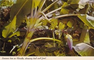 Florida Trees Banana Tree Showing Bud and Fruit