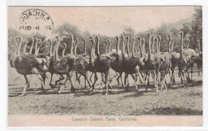 Cawston Ostrich Farm Pasadena CA 1909 postcard