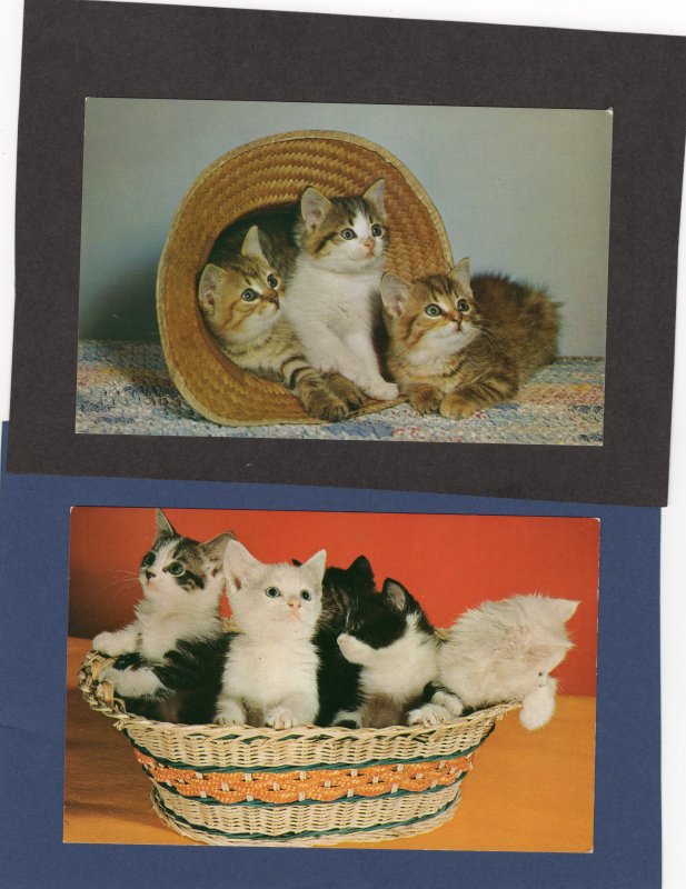 Kittens In Straw Hat & Basket, Postcard, Cats, Black & White Spotted, Tabby