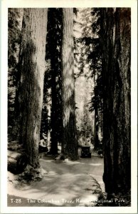 RPPC The Columbus Tree- Rainier National Park w Car  UNP Postcard T15