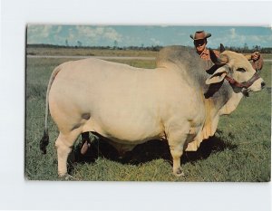 Postcard Grand Champion Brahman Bull, Emperor Manso, Central Florida