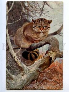 197156 RUSSIA HUNT LYNX Wildcat Vintage St.Eugenie postcard