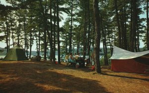 Vintage Postcard Nickerson State Forest Camping Park Brewster Massachusetts MA