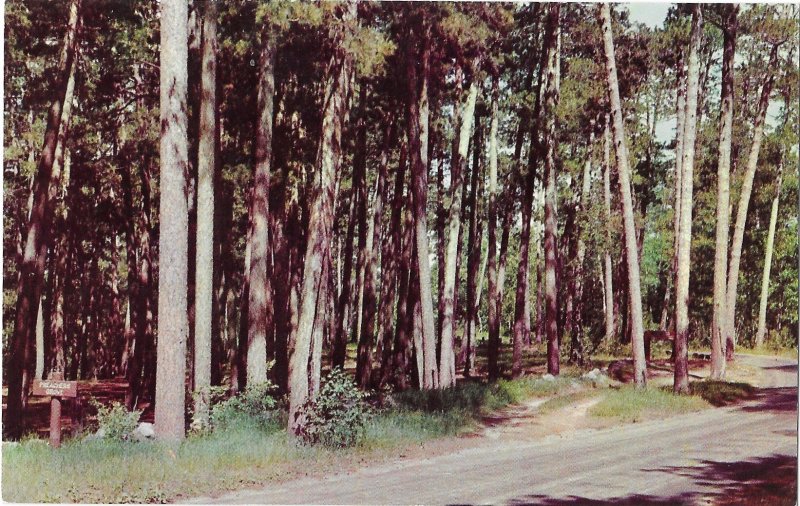 Preachers Grove Itasca State Park Minnesota Norway Pine Grove