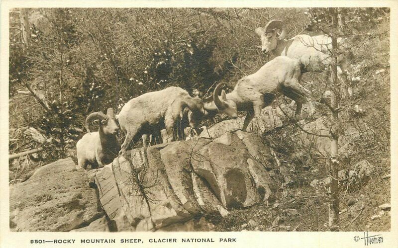 Glacier Montana NP Rocky Mountain Sheep 1920s RPPC Photo Postcard 21-11857