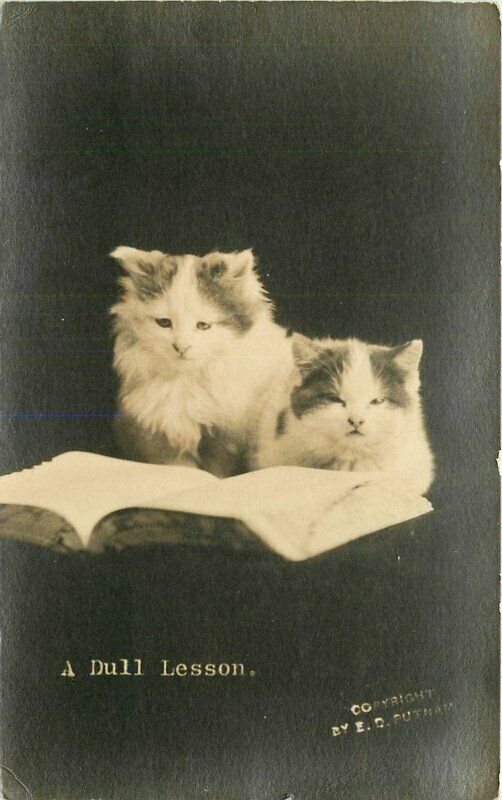 C-1910 Dull Lesson Cats books Putnam RPPC Photo Postcard 22-3593