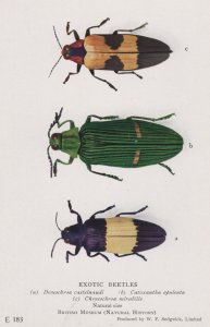 Exotic Beetles Chrysochroa Mirabilis Cataxantha Opulenta Old Postcard