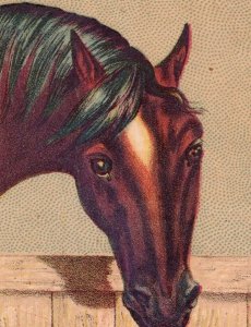 1880s Shoneman Bros. Trimmings Store Fancy Goods Handsome Horse P221