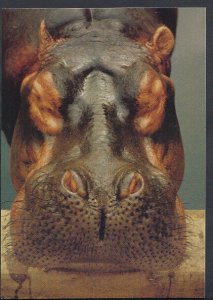 Animals Postcard - African Wildlife - Hippopotamus  C1339