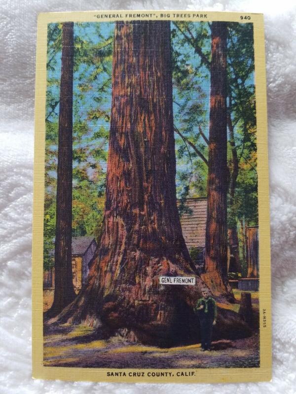 Antique Postcard, General Fremont, Big Trees Park