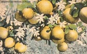 Vintage Postcard 1944 Grapefruit & Blossoms Florida Soft Summer Wind Fragrance