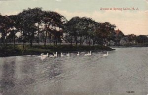 New Jersey Swans At Spring Lake