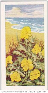 Glengettie Trade Card Wild Flowers No 14 Horned Poppy