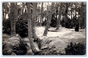 Biskra Algeria Postcard Tall Birch Trees Watery Area c1910 RPPC Photo