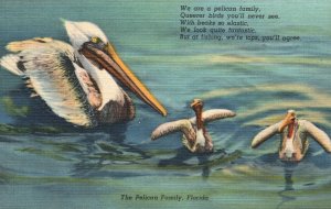 Vintage Postcard 1930's View of The Pelican Family Queerer birds Florida FL