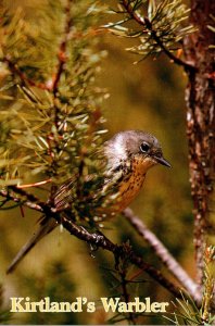 Birds Michigan's Kirtland's Warbler