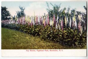 Fox Gloves, Highland Park, Rochester NY