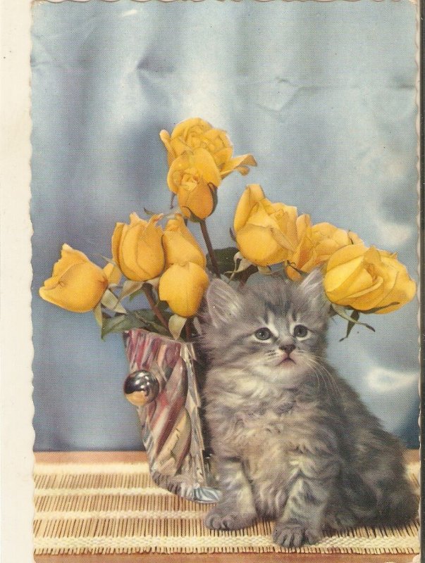 Kitten and a flowers pot Modern Spanish photo, postcard