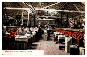 1909 California Orange Packing House, Agriculture, Postcard