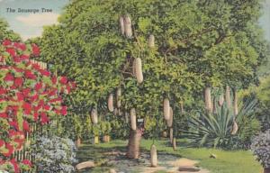 Florida Miami Sausage Tree In Riviera Gardens 1940 Curteich